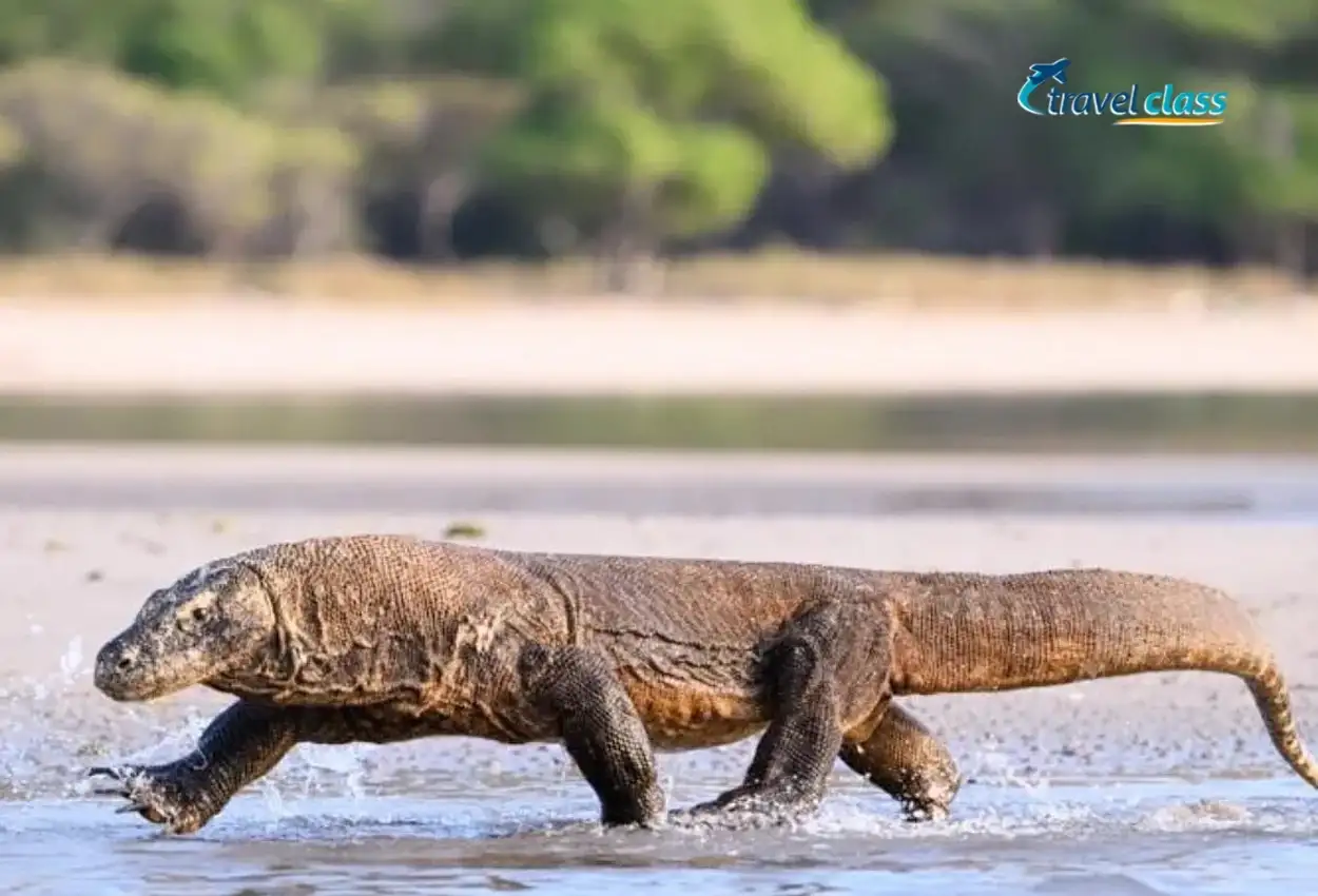 Labuan Bajo & Ilha de Komodo