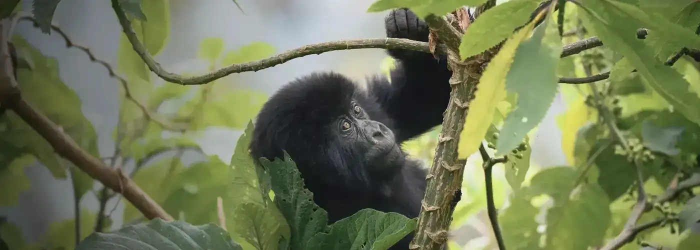 Pacote de viagem Ruanda Gorillas Nest