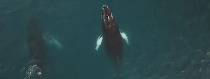groenlandia-verao-orca