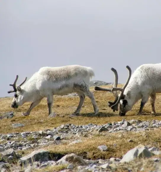 Caribu em Spitsbergen, Svalbard, Noruega