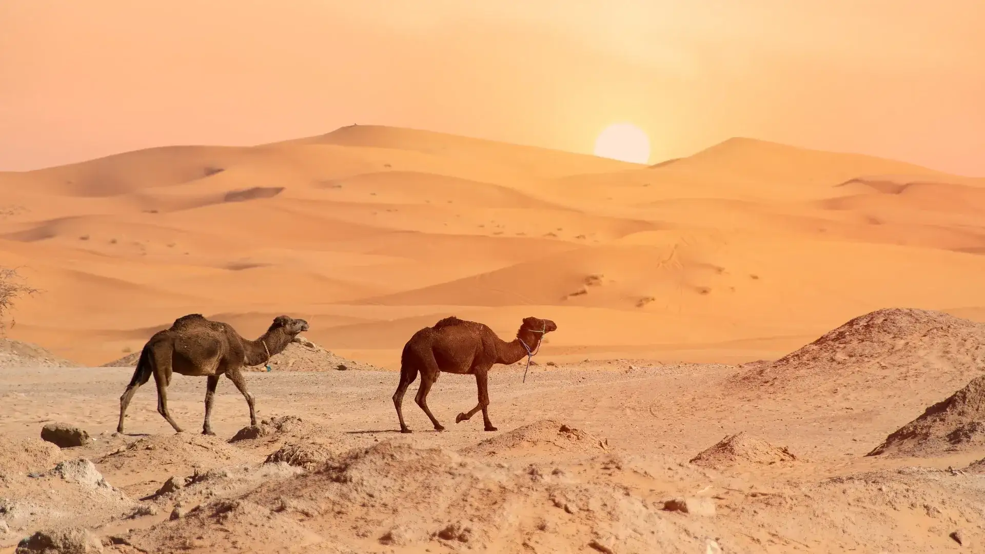 Pacote de viagem Marrakech e Deserto