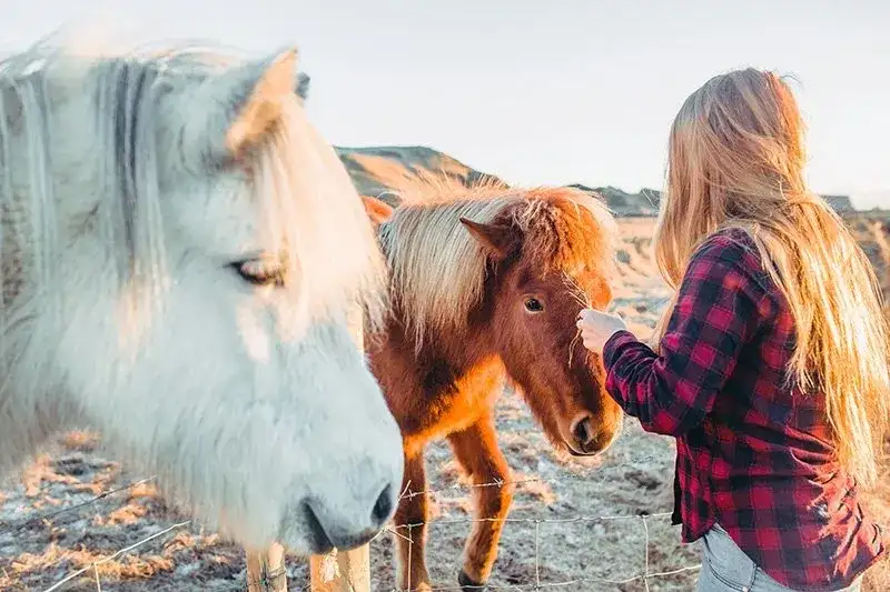 islandia-cavalos