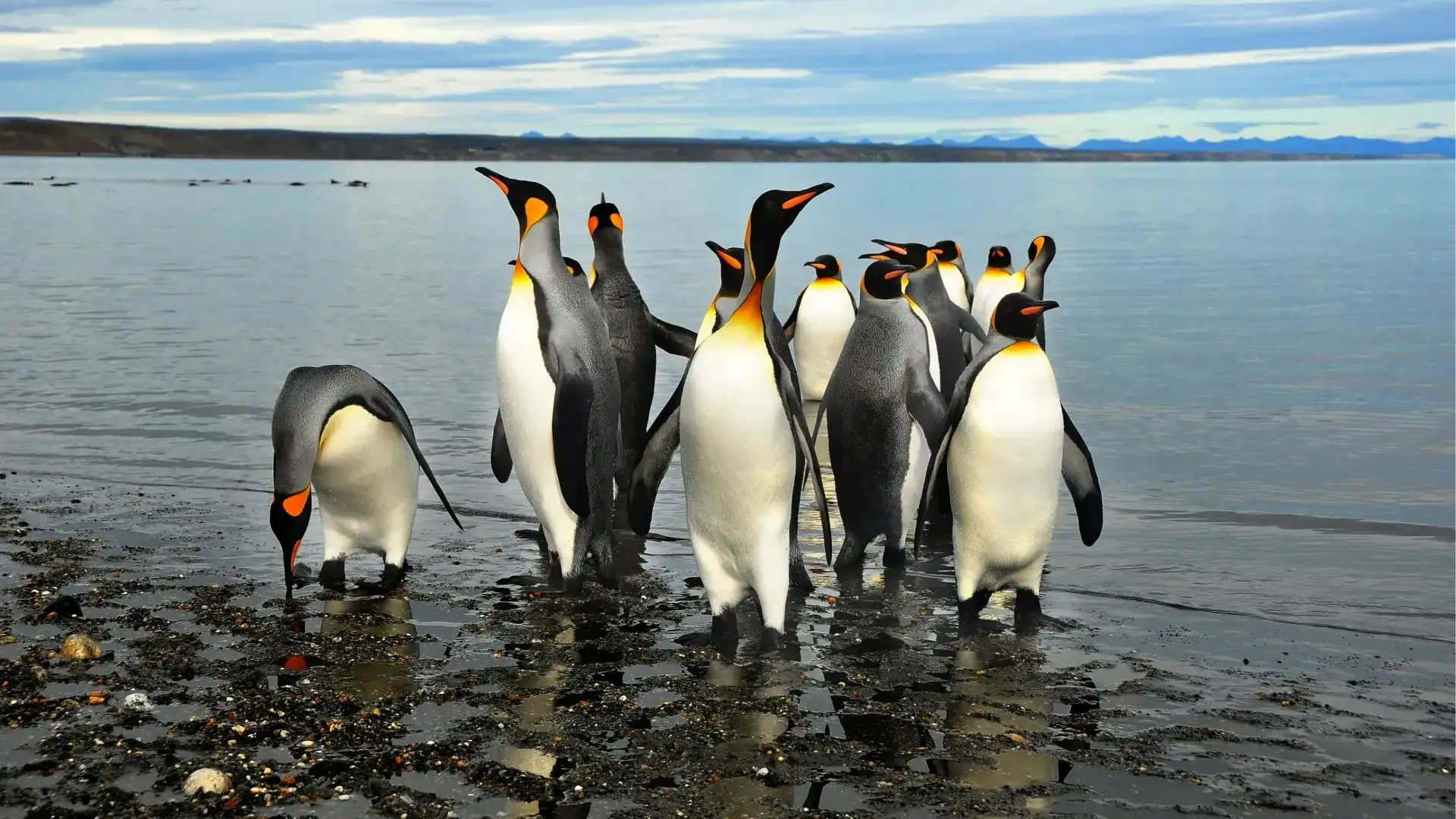Pinguins de Ushuaia, Argentina