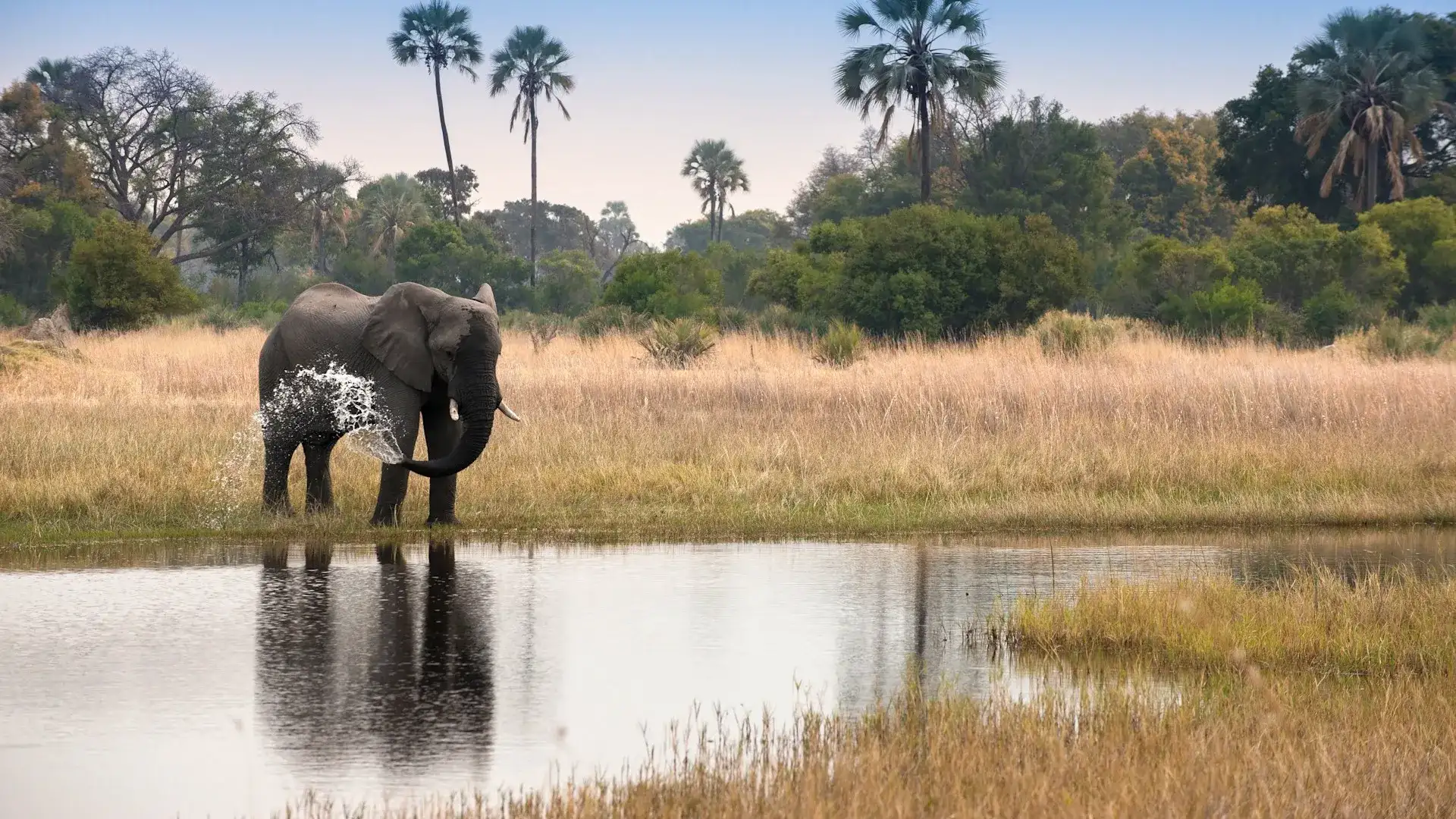 Botswana Sandibe Okavango Delta Wildlife
