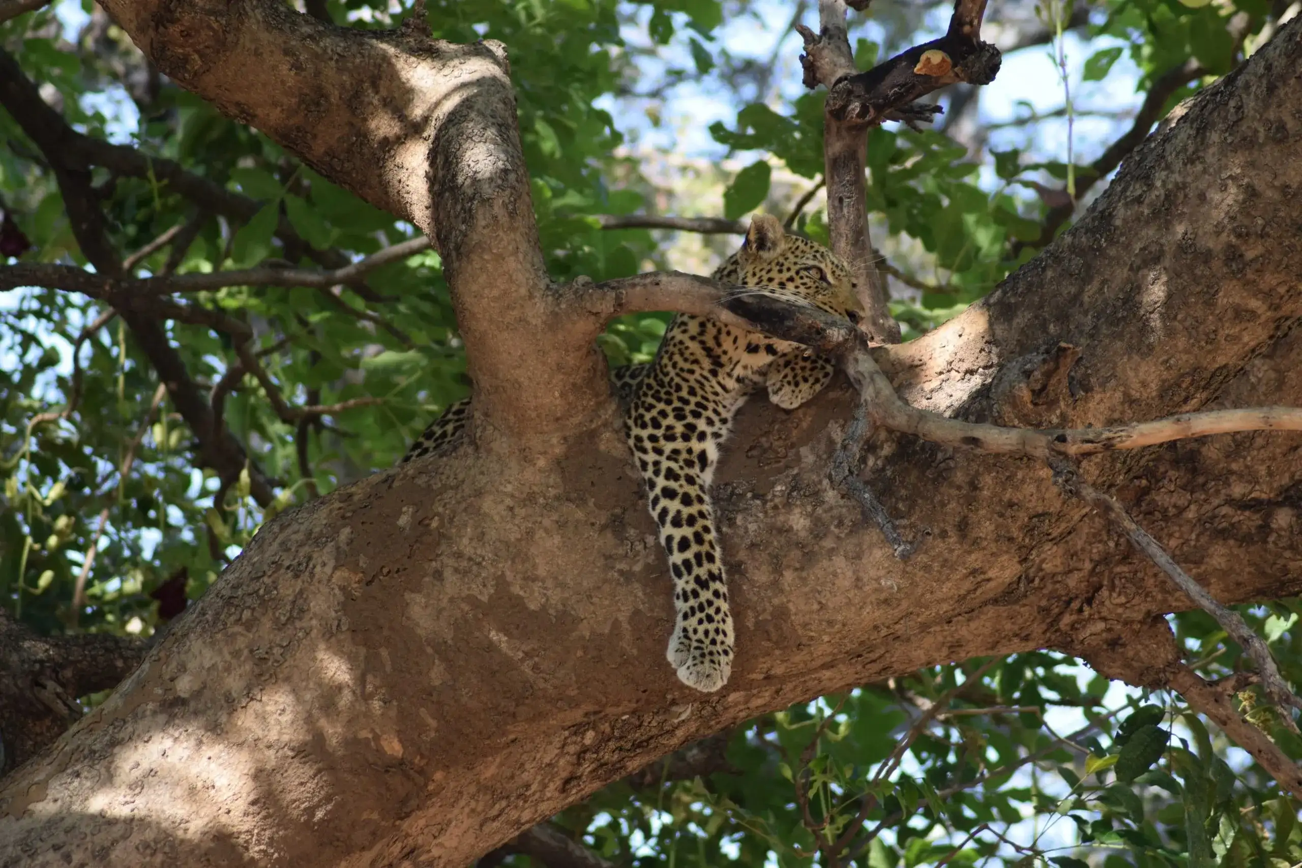 zambia-leopardo-arvore