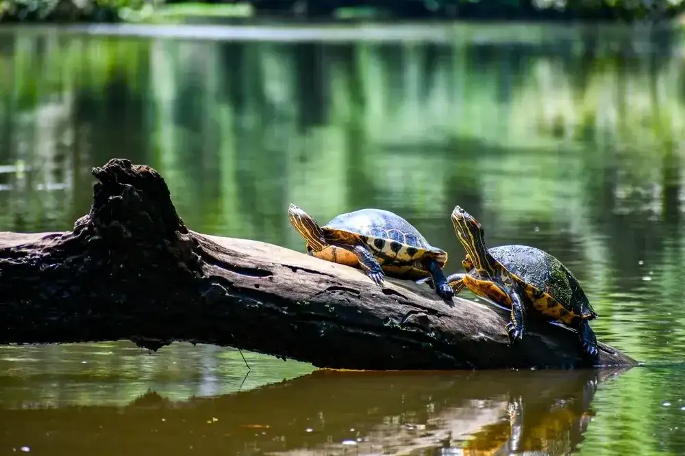 Pacote de viagem Tortuguero, Arenal e Manuel Antonio