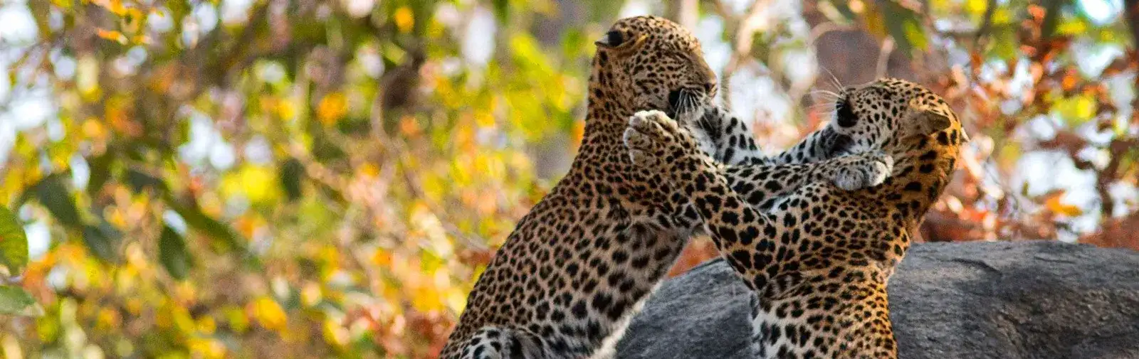 Pacote de viagem Trem Deccan Odyssey - Maharashtra Wild Trail