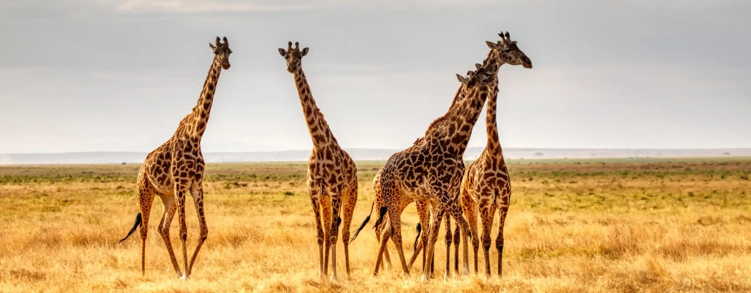 Girafas na savana