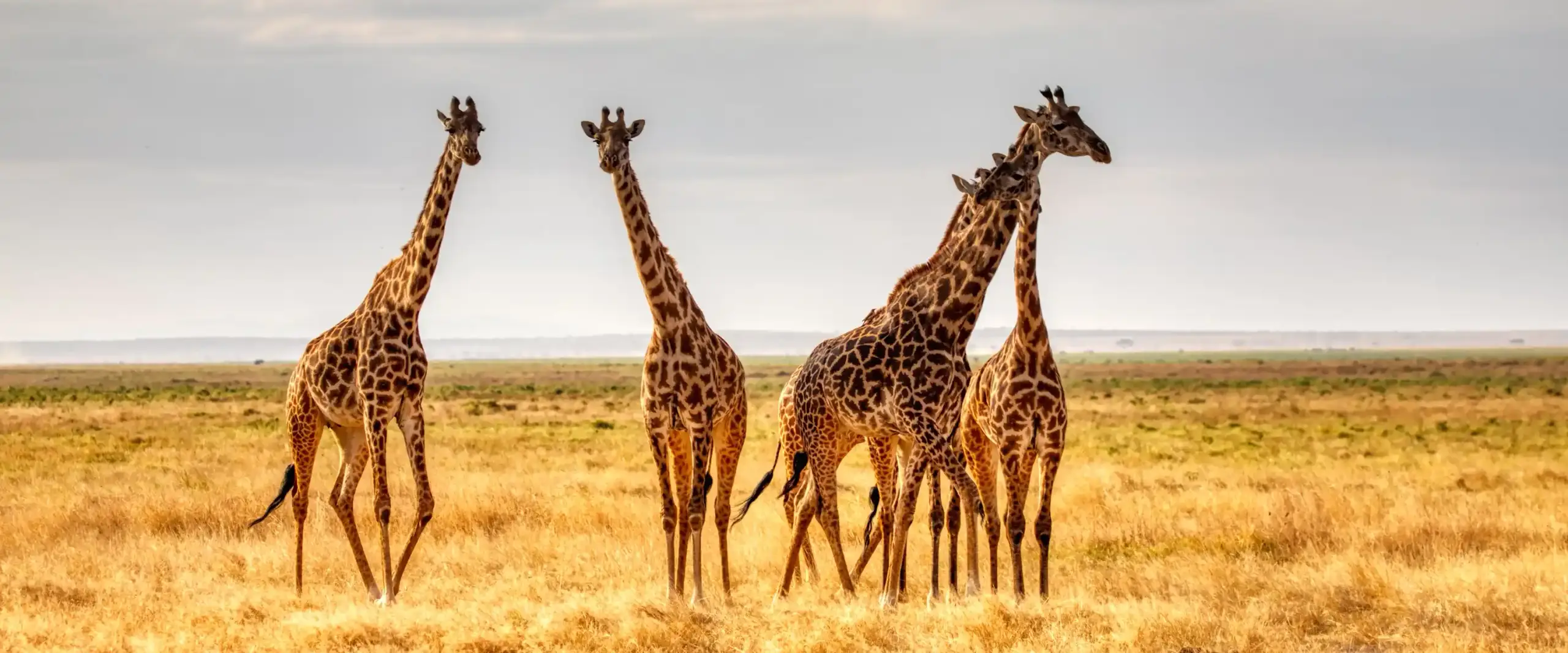 Girafas na savana