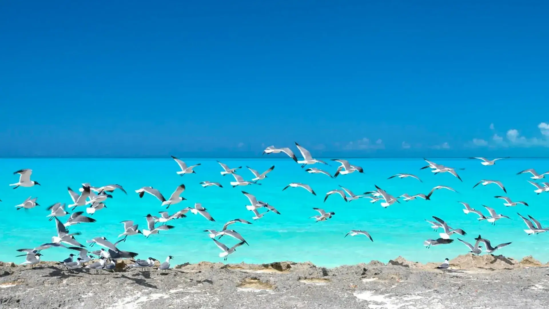 Caribe
