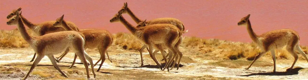 Pessoa em camelo no deserto