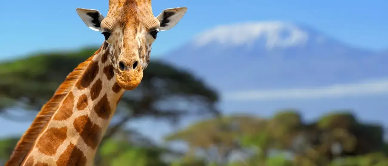 Girafa na frente da montanha Kilimanjaro Parque Nacional de Amboseli 