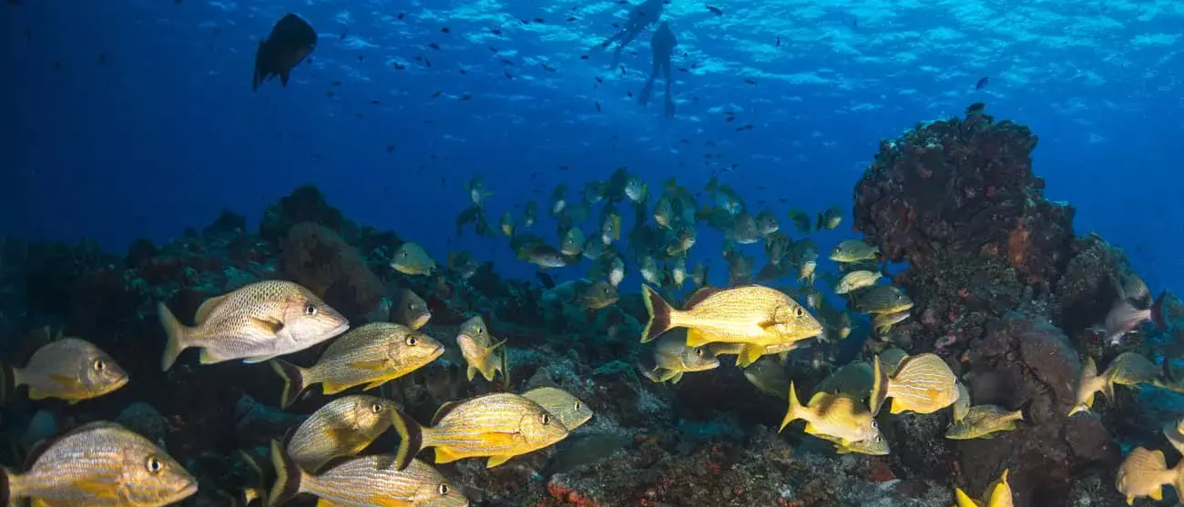 Peixes no lindo mar de Cozumel