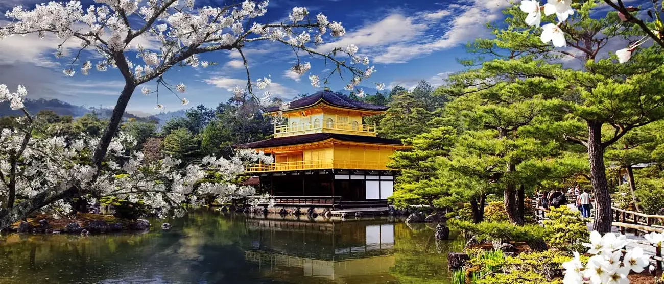 Sakura Templo de Ouro - Japão