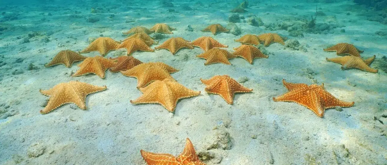 Estrelas do mar em Bocas del Toro