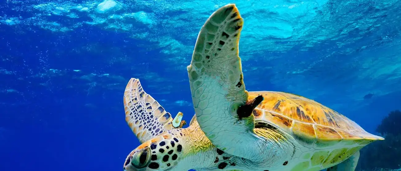 Tartaruga no Havai
