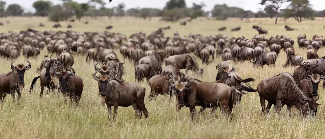 Pacote de Viagens para Luxury African Safari Lodges e Reserves