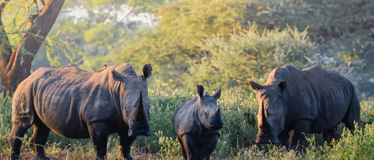 Safári Singita Lodges & Reserves