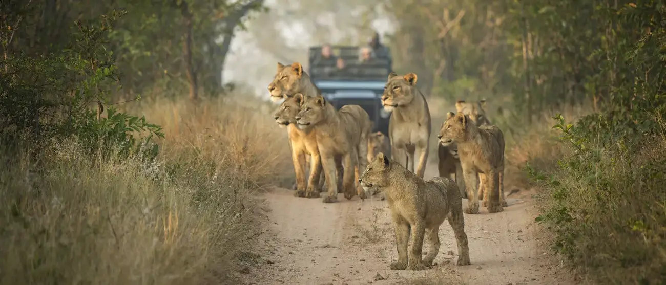 Safári Singita Lodges & Reserves