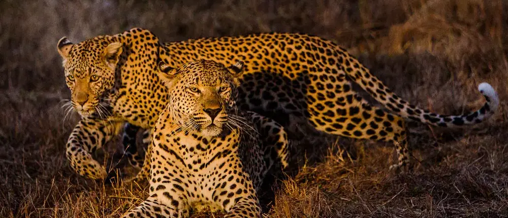 Pacotes para Sabi Sabi Lodge