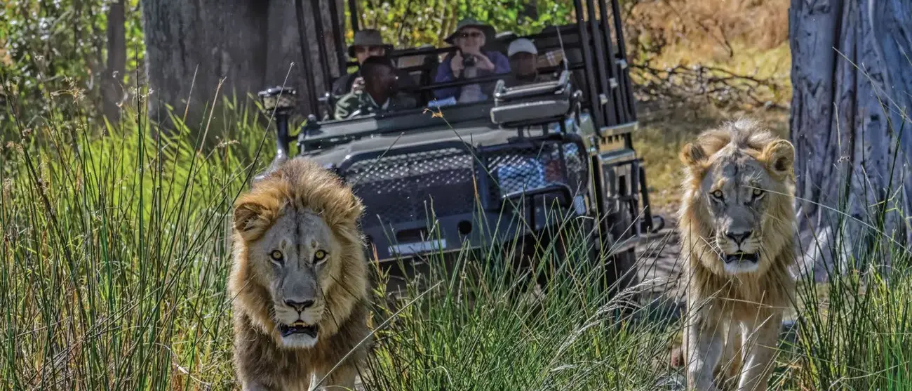 Botswana um Safári com Estilo