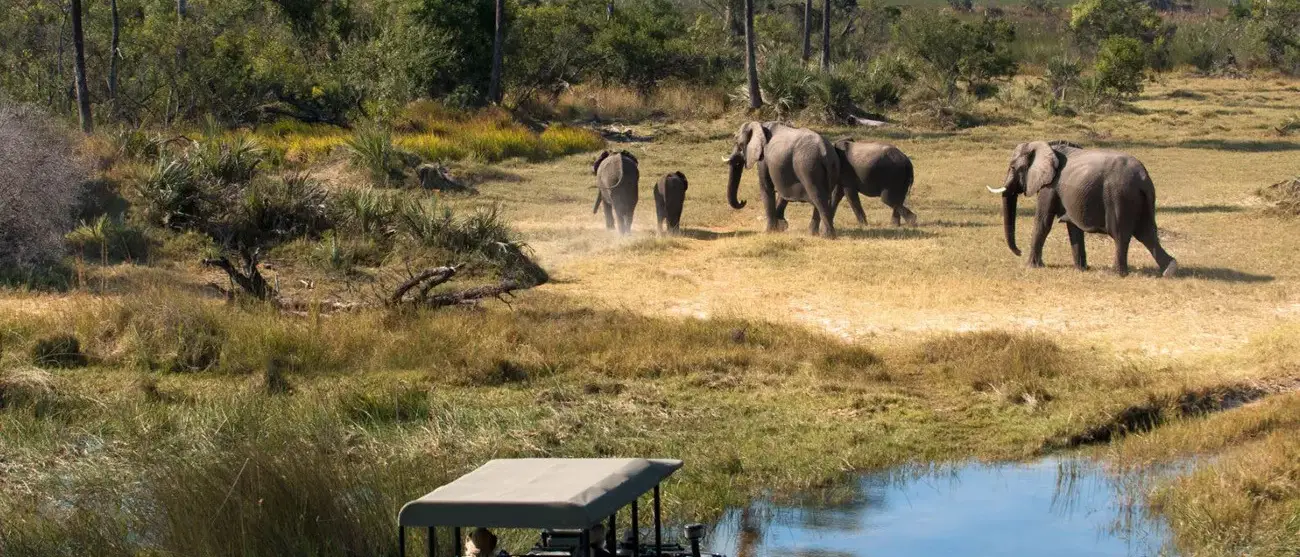 Botswana um Safári com Estilo