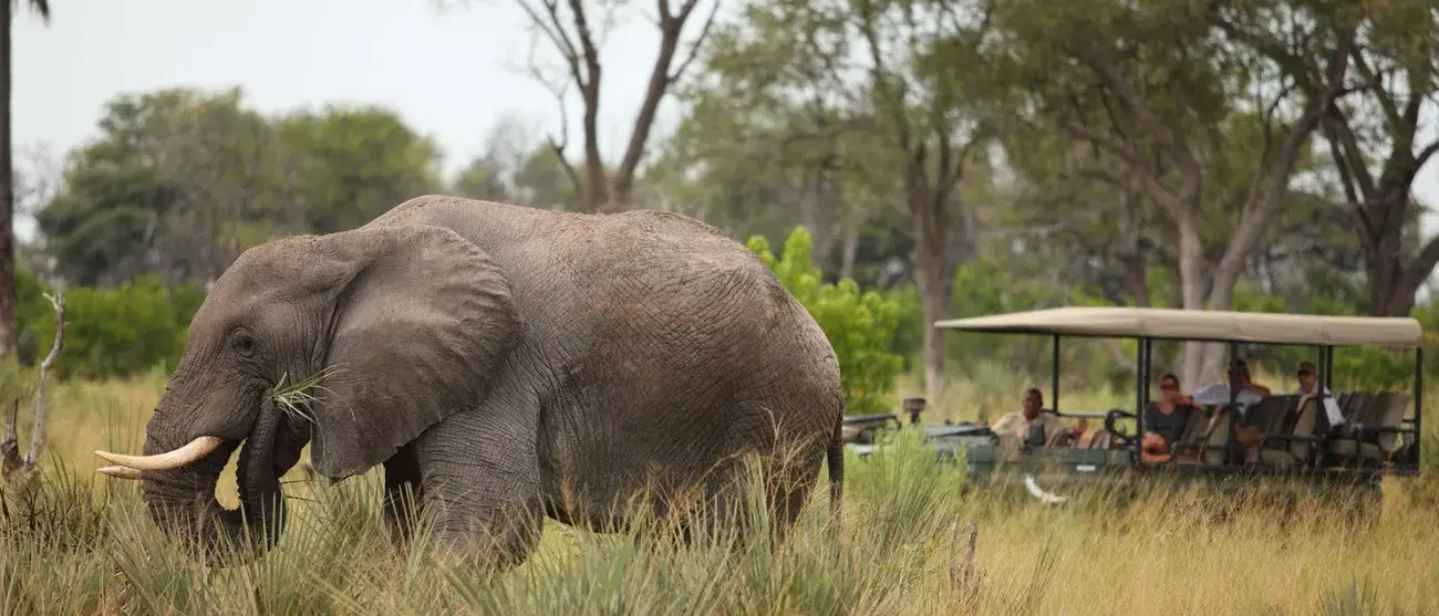 Botswana um Safári com Estilo