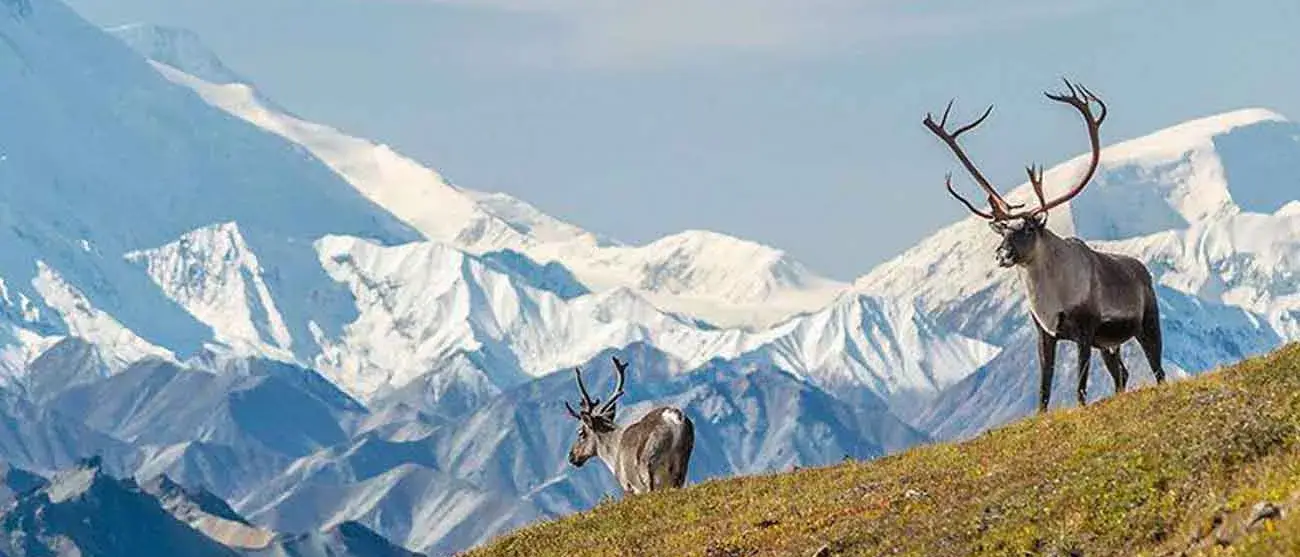 Caribou em Denali, Alaska