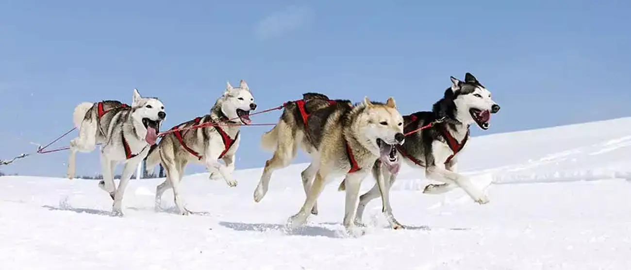 Pacotes Cruzeiro Norowegian Alaska