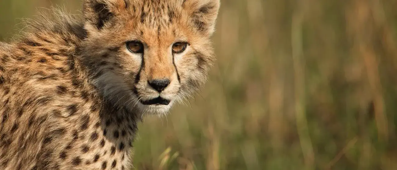 Safári Singita Lodges & Reserves