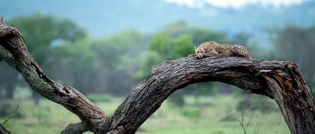 Safári Singita Lodges & Reserves