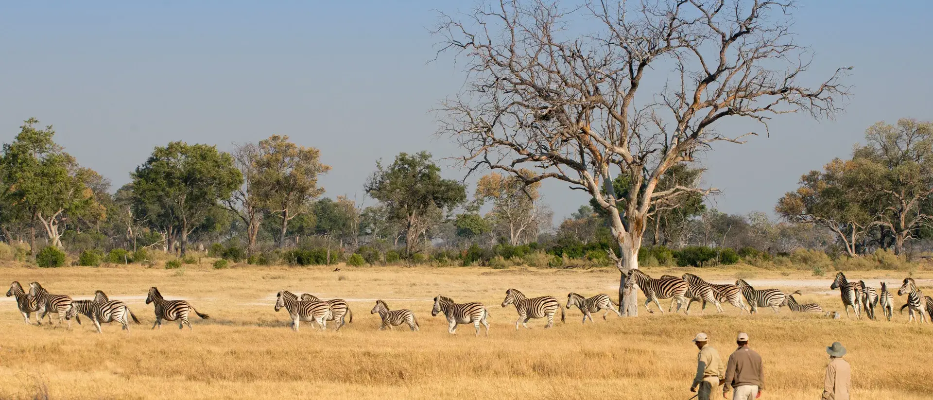 Botswana um Safári com Estilo
