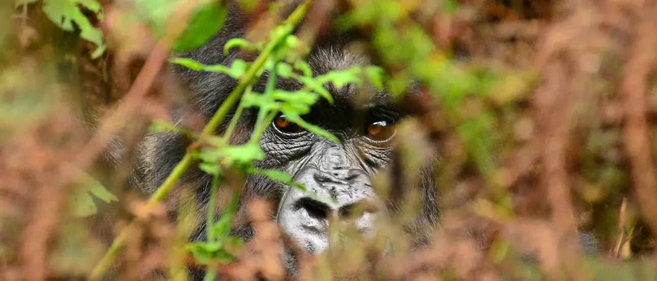 Gorilas em Ruanda