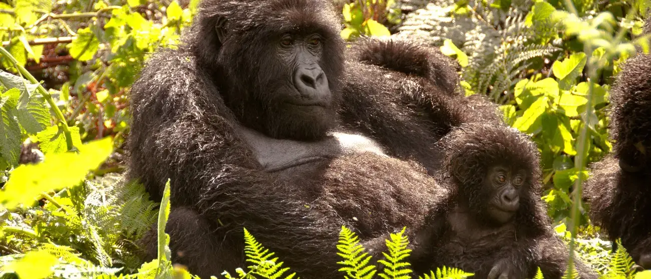 Gorilas em Ruanda