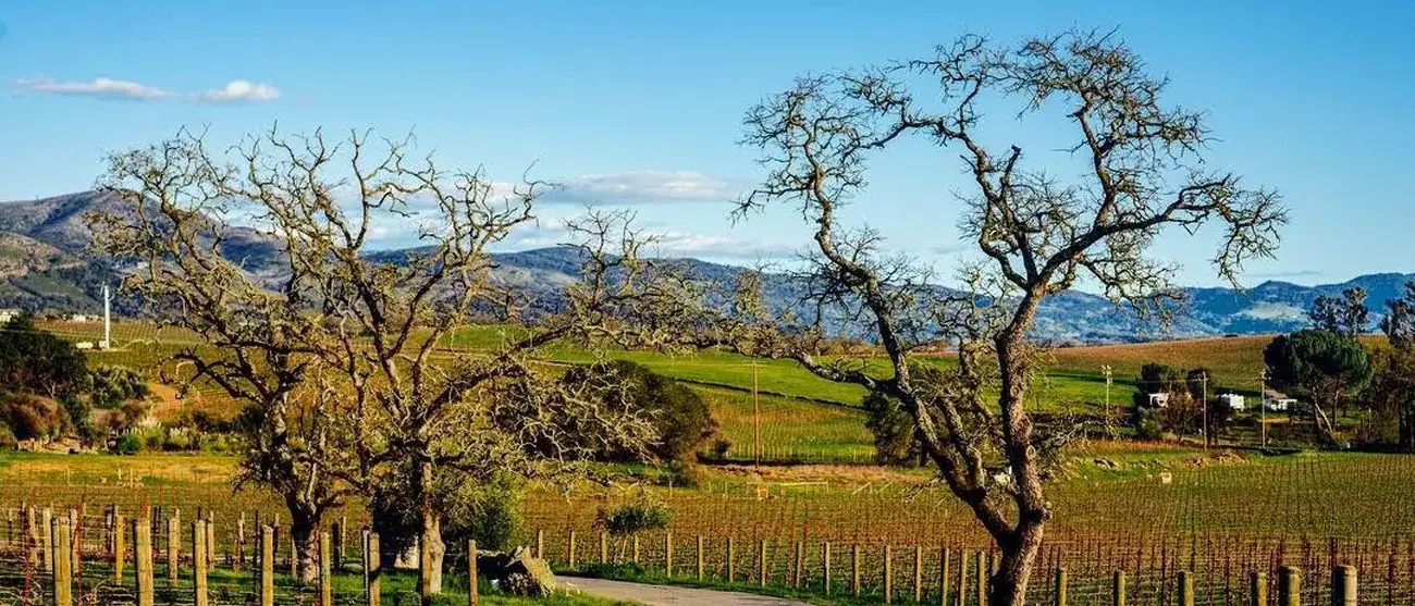 California na Rota dos vinhos