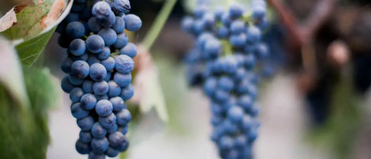 California na Rota dos vinhos