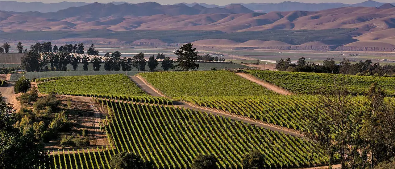 California na Rota dos vinhos