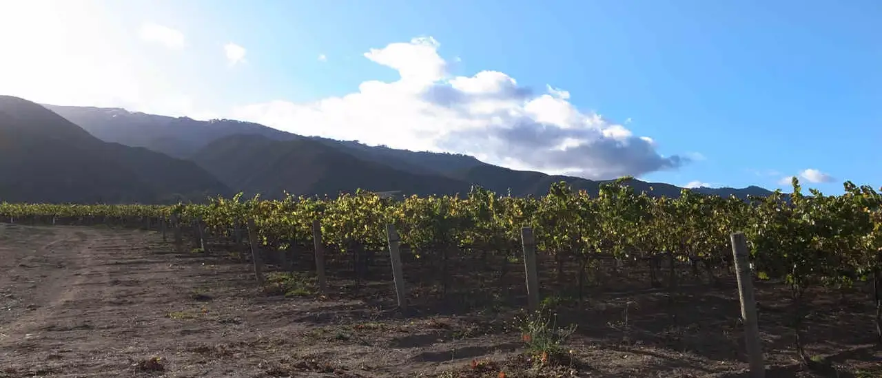 California na Rota dos vinhos