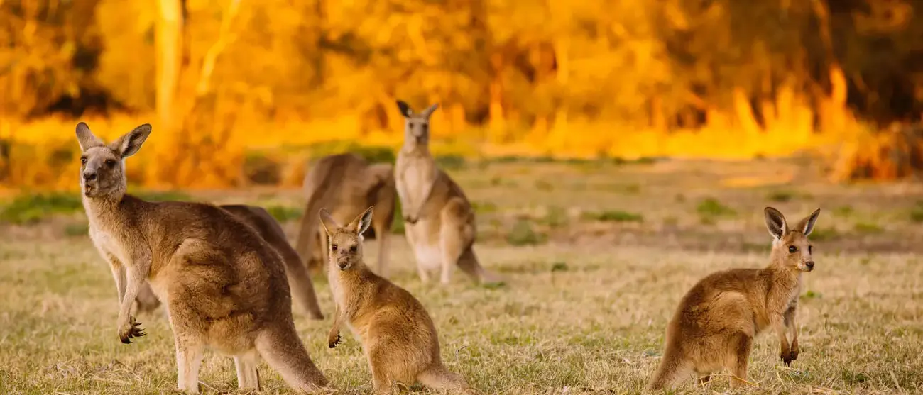 O Melhor da Nova Zelândia e Austrália