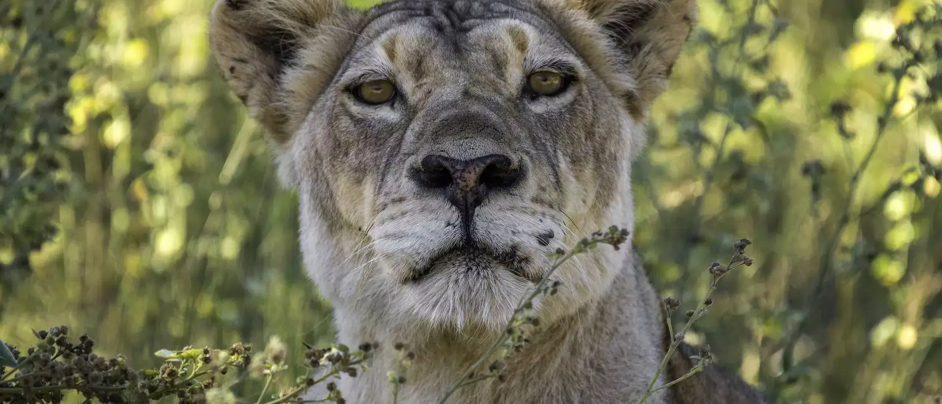 Botswana By Wilderness Safaris