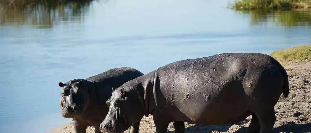 Botswana By Wilderness Safaris