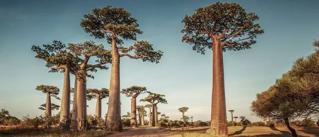 Avenidas dos Baobas e Nosy Bohara