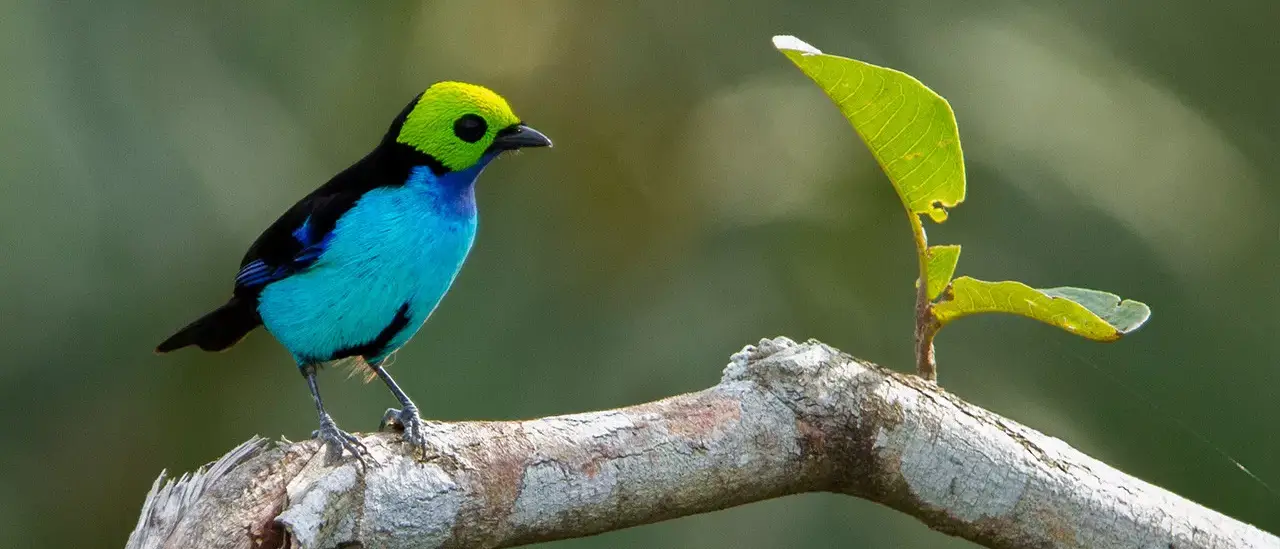 Conhecendo as belezas da Amazônia em Família