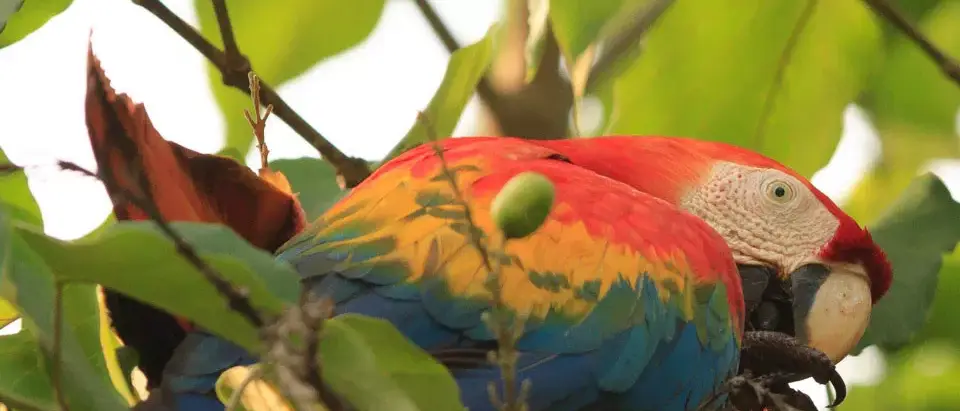 Conhecendo as belezas da Amazônia em Família
