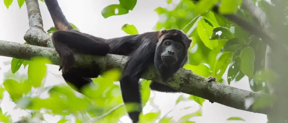 Conhecendo as belezas da Amazônia em Família