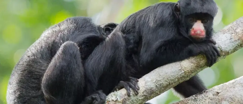 Conhecendo as belezas da Amazônia em Família