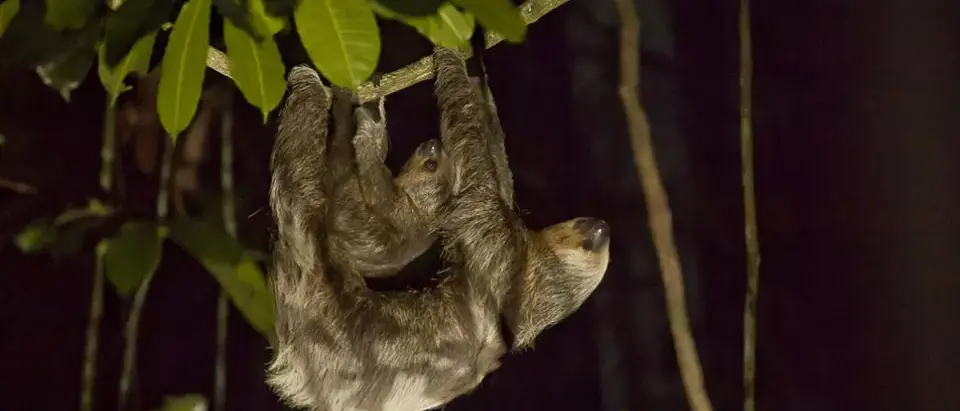 Conhecendo as belezas da Amazônia em Família