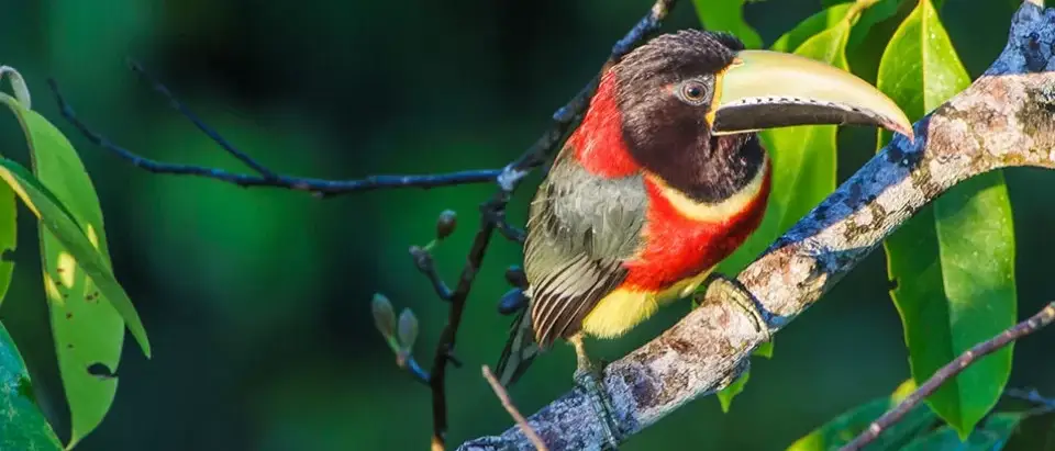 Conhecendo as belezas da Amazônia em Família
