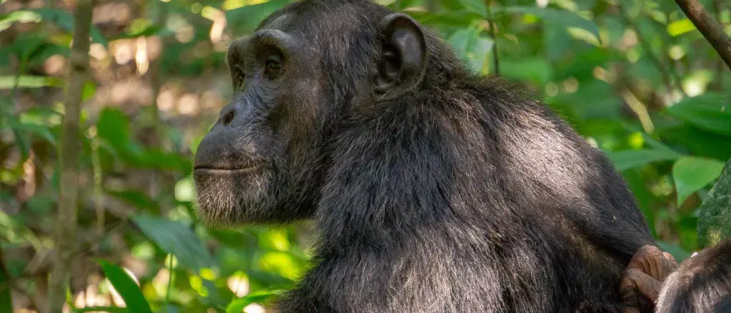 O Melhor de Uganda