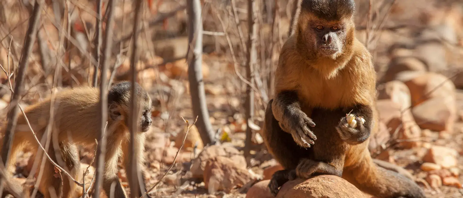 Parque Nacional da Serra da Capivara & Serra das Confusões